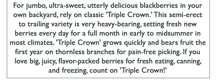 For jumbo, ultra-sweet, utterly delicious blackberries in your own backyard, rely on classic 'Triple Crown.' This semi-erect to trailing variety is very heavy-bearing, setting fresh new berries every day for a full month in early to midsummer in most climates. 'Triple Crown' grows quickly and bears fruit the first year on thornless branches for pain-free picking. If you love big, juicy, flavor-packed berries for fresh eating, canning, and freezing, count on 'Triple Crown!' - BUY NOW