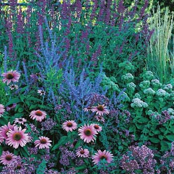 August Afternoons Pre-Planned Garden