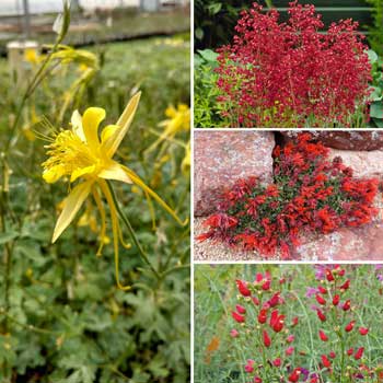 Shady Oasis Container Garden