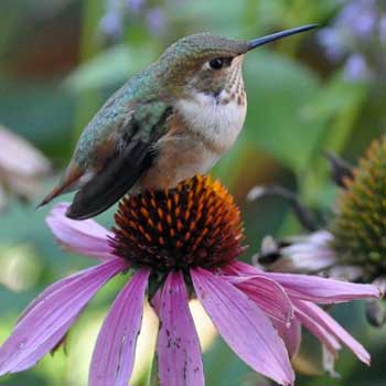 Pollinator Paradise Pre-Planned Garden