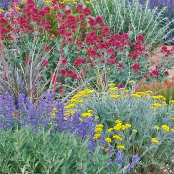 Summer Showstopper Pre-Planned Garden