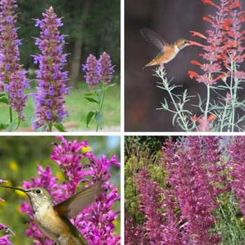 Hummingbird Attracting Collection - View All
