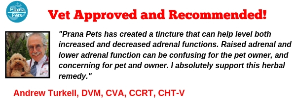 Prana Pets Attention Does Your Pet Have Cushings Disease New Breakthrough Treatment Milled