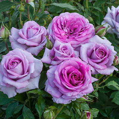 Violet's Pride Floribunda Jumbo Rose