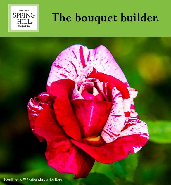 Limited Quantities: Jumbo Roses