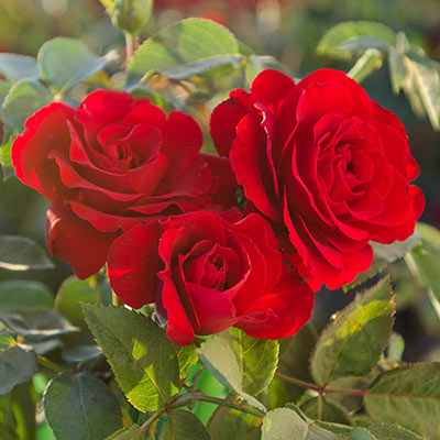 Oh My! Floribunda Jumbo Rose