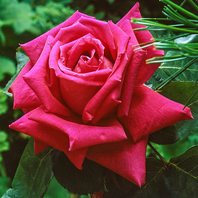Miss All-American Beauty Hybrid Tea Jumbo Rose