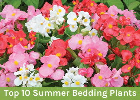 Gardening for Beginners Gardening for Beginners
