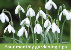 Your monthly gardening tips Your monthly gardening tips