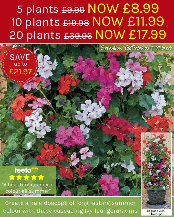 Geranium 'Gerainbow Mixed' Geranium 'Gerainbow Mixed'