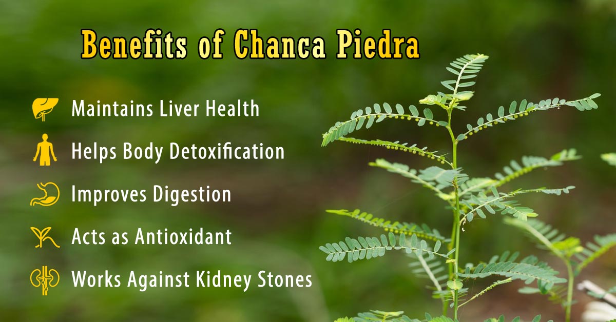 Mega Vitamins: Benefits Of Chanca Piedra | Milled