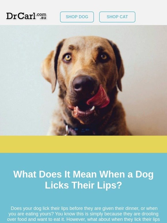 DrCarl PTY LTD: Always Wondered Why Your Dog Licks Their ...