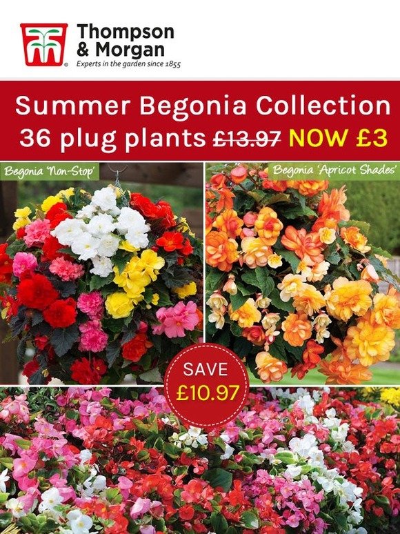 Thompson & Summer Begonia Collection 36 Plants just £3! Milled