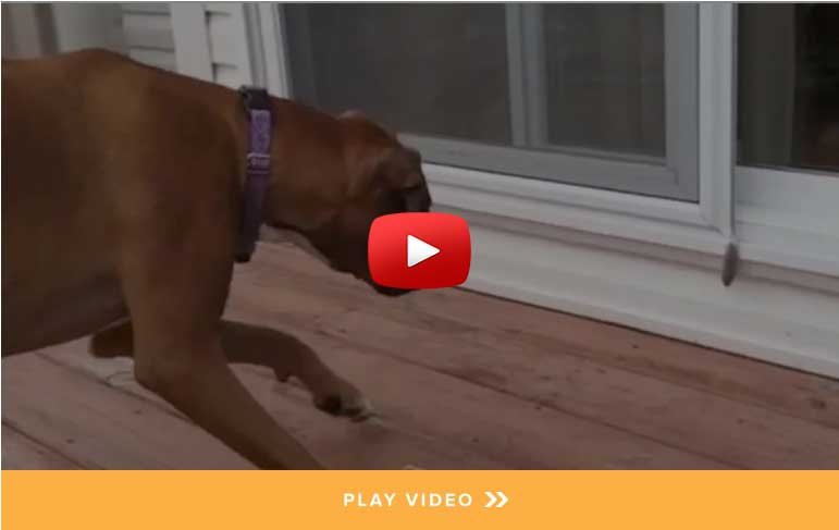 the canine code dr marty video