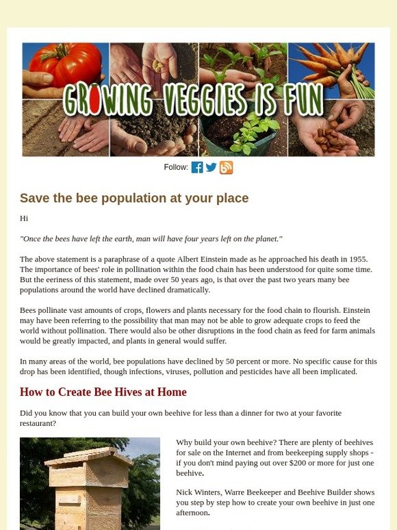How to help reverse the rapidly declining bee population