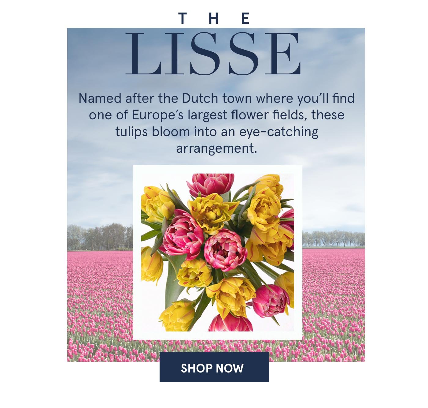 |  Shop The Lisse