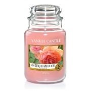 Sun-Drenched Apricot Rose Large Jar