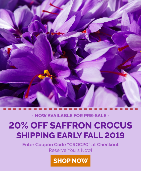 Eden Brothers Seed Company PreOrder Saffron Crocus and get 20 Off