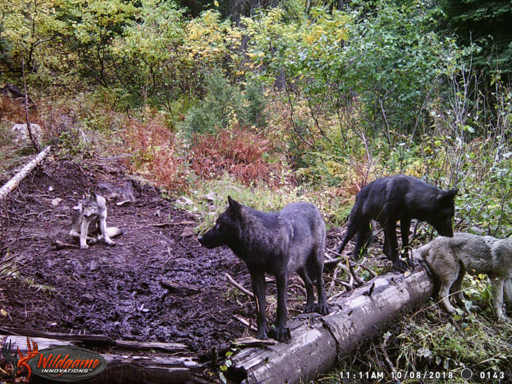 wildgame innovations shadow micro camera