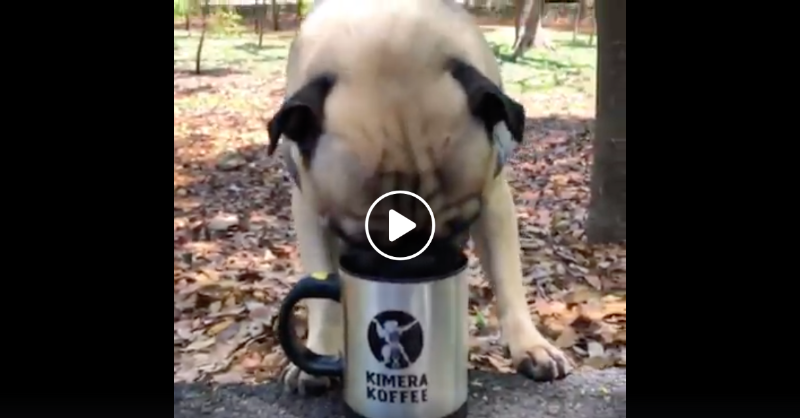 Kimera Koffee Llc Apollo The Pug S Gainz Milled