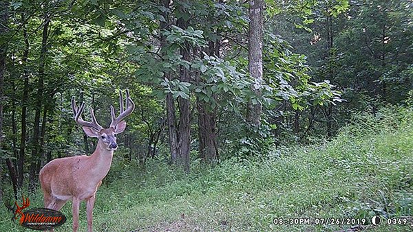 Submit Your Trail Camera Photos