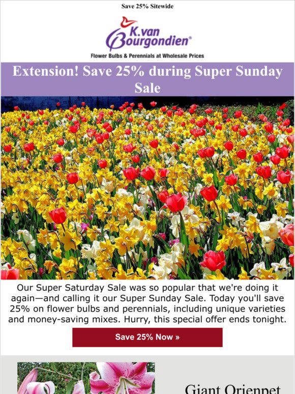 kvan bourgondien coupon