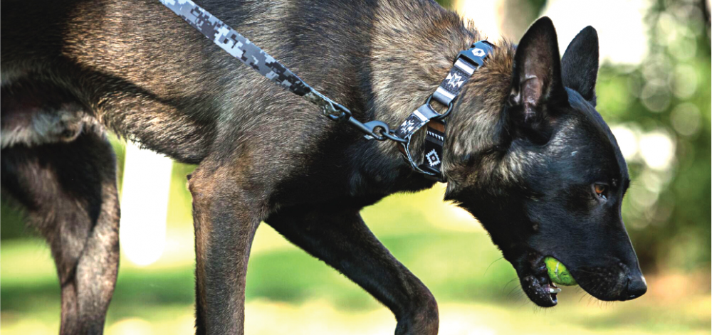 martingale collar wolfgang