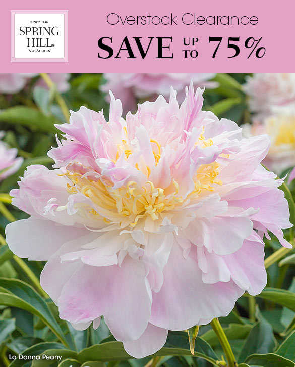 Spring Hill Nursery Final Reminder The Overstock Sale Milled