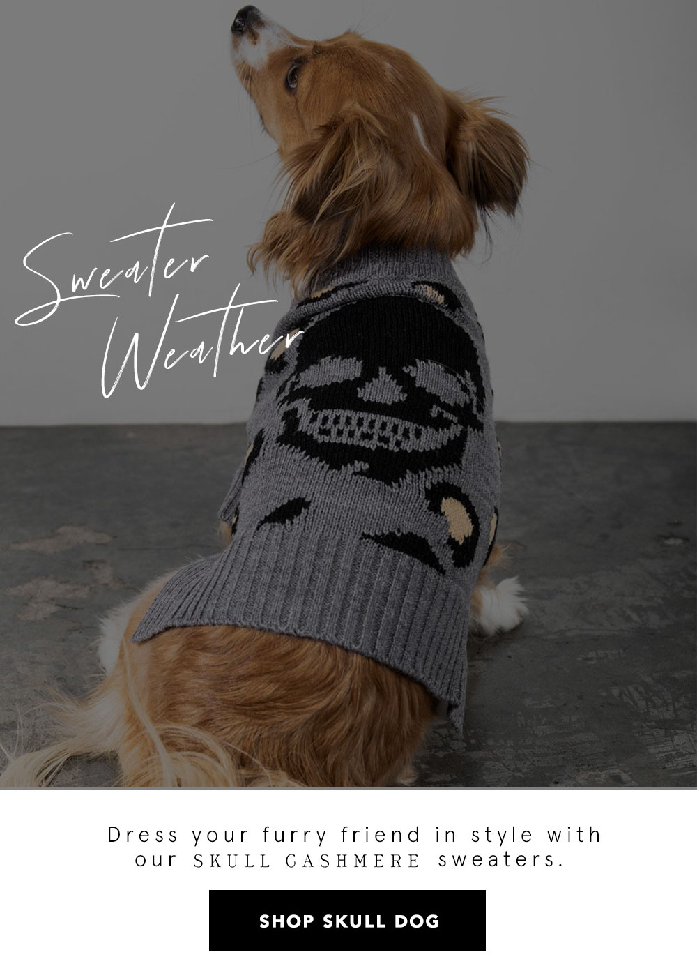 skull cashmere dog