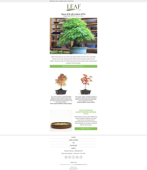 Eastern Leaf ARTICLE 🍁 Maple Bonsai A beginner's guide to caring for