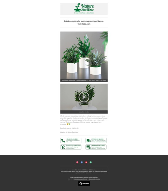 Assortiment Montmartre - 3 plantes stabilisées 17, 20 et 25cm à 49.90 €🌿🌴🌱