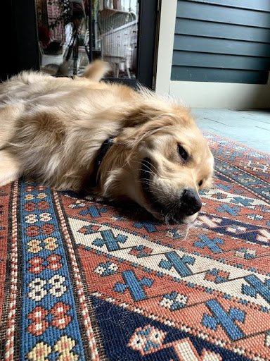Bailey on the floor