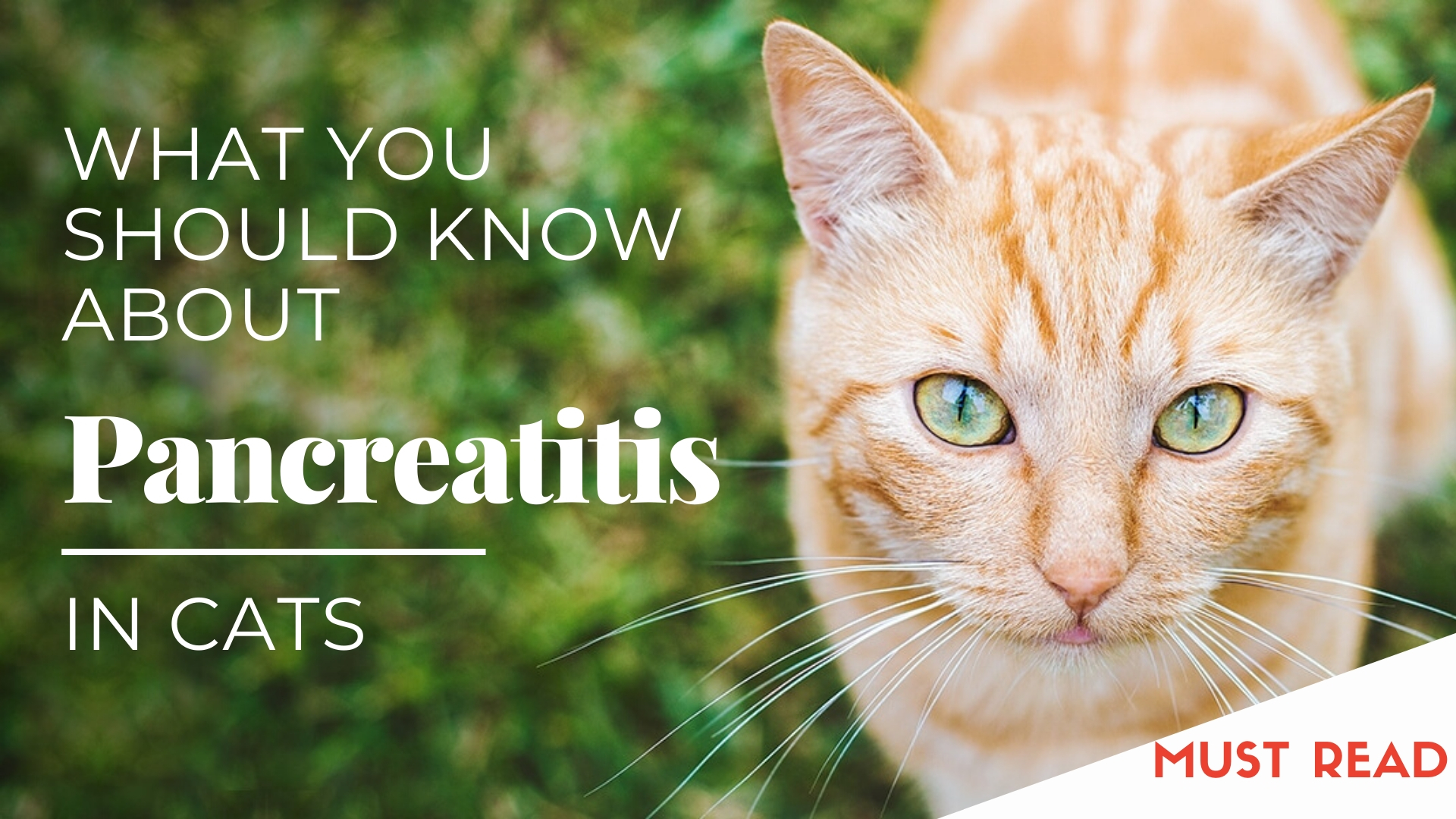 ViviPet What You Should Know About Pancreatitis in Cats 💡 Milled