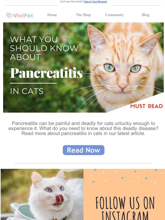 ViviPet What You Should Know About Pancreatitis in Cats 💡 Milled
