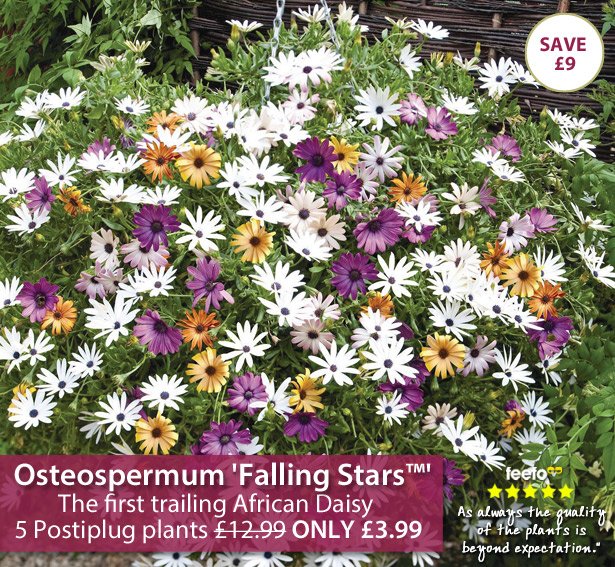 Hardy Osteospermum Collection by Thompson and morgon 3