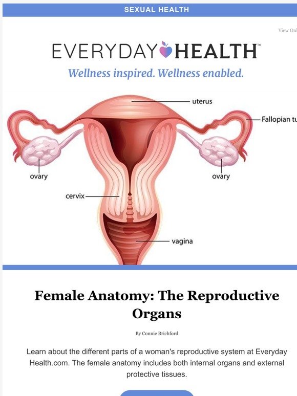 Lifescript Com Female Anatomy The Reproductive Organs Milled