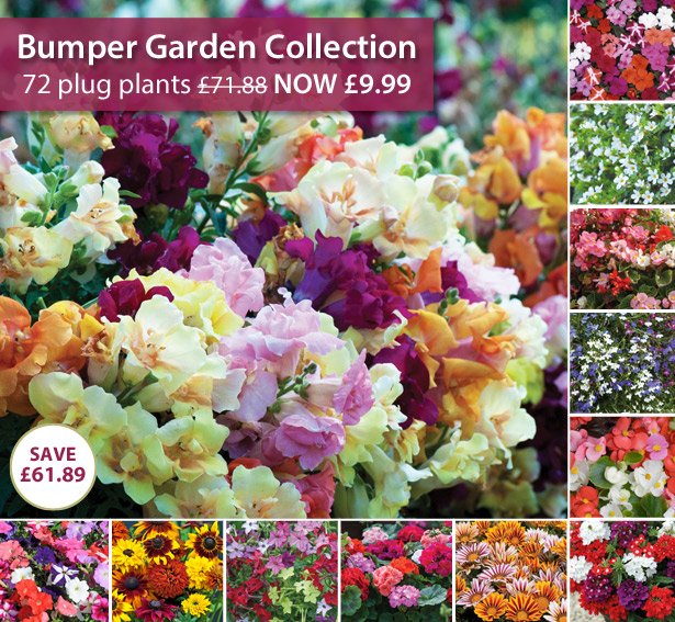 Thompson & Morgan: EXTENDED - 72 Plant Bumper Collection JUST £9.99 ...