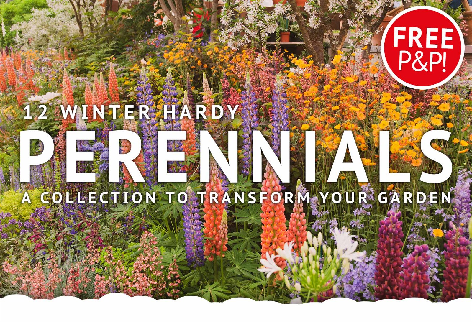 Free Delivery On 12 Hardy Perennials Just £1 Per Plant