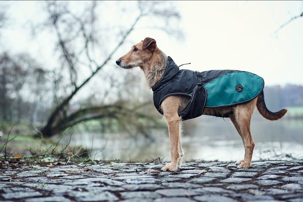 heks partner fattige Not In The Dog House: Coats To Weather The Storm 🐶 | Milled
