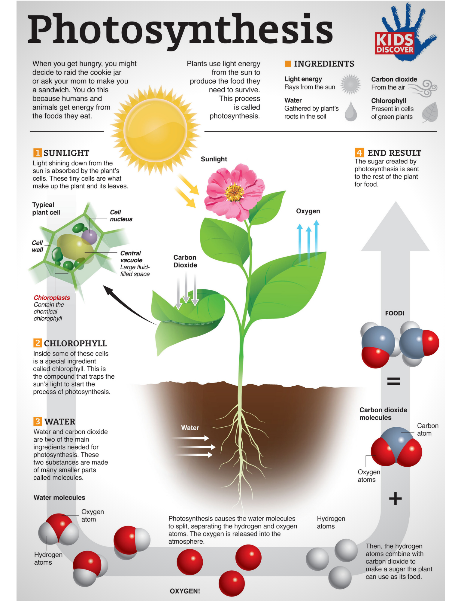 Kids Discover Free Infographic Photosynthesis ☀️🌷 Milled