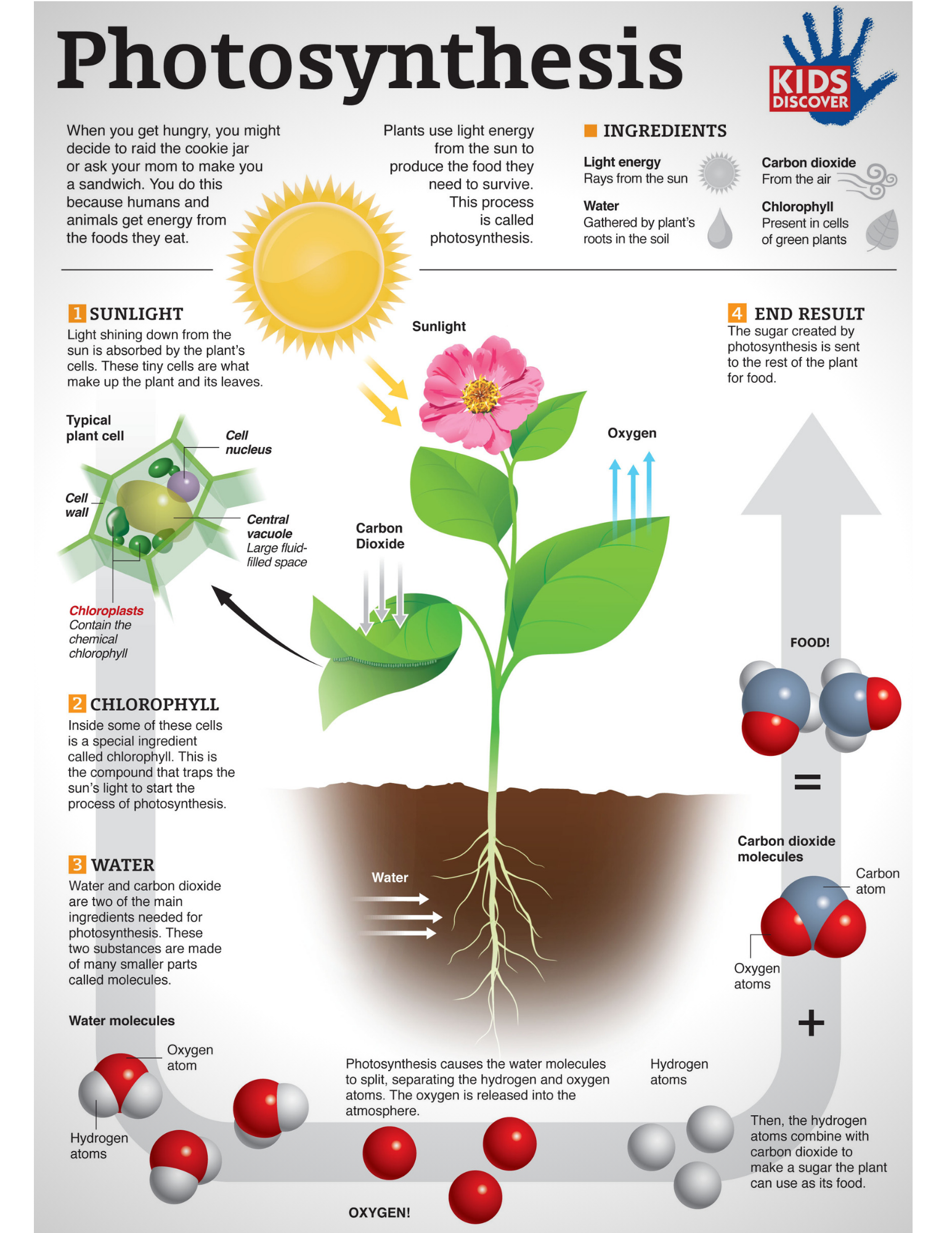 Kids Discover Free Infographic Photosynthesis Milled