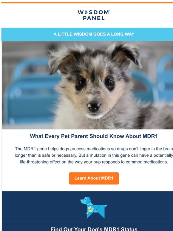 Mars Veterinary Wisdom Panel Insights 🧬 DNA Testing Can Reveal if