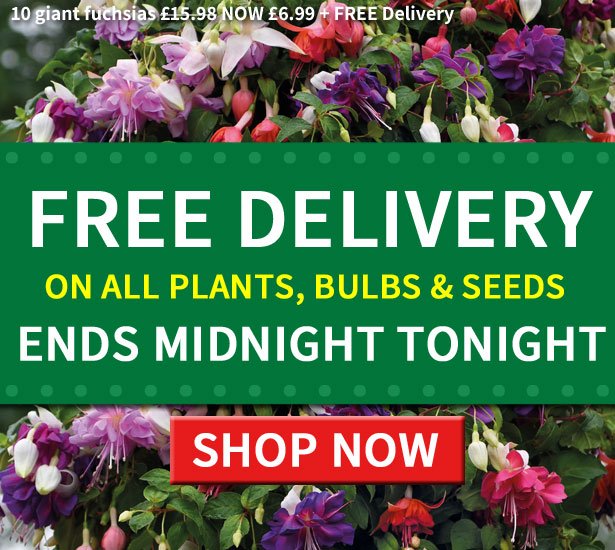 Van Meuwen: TODAY ONLY! FREE Delivery 