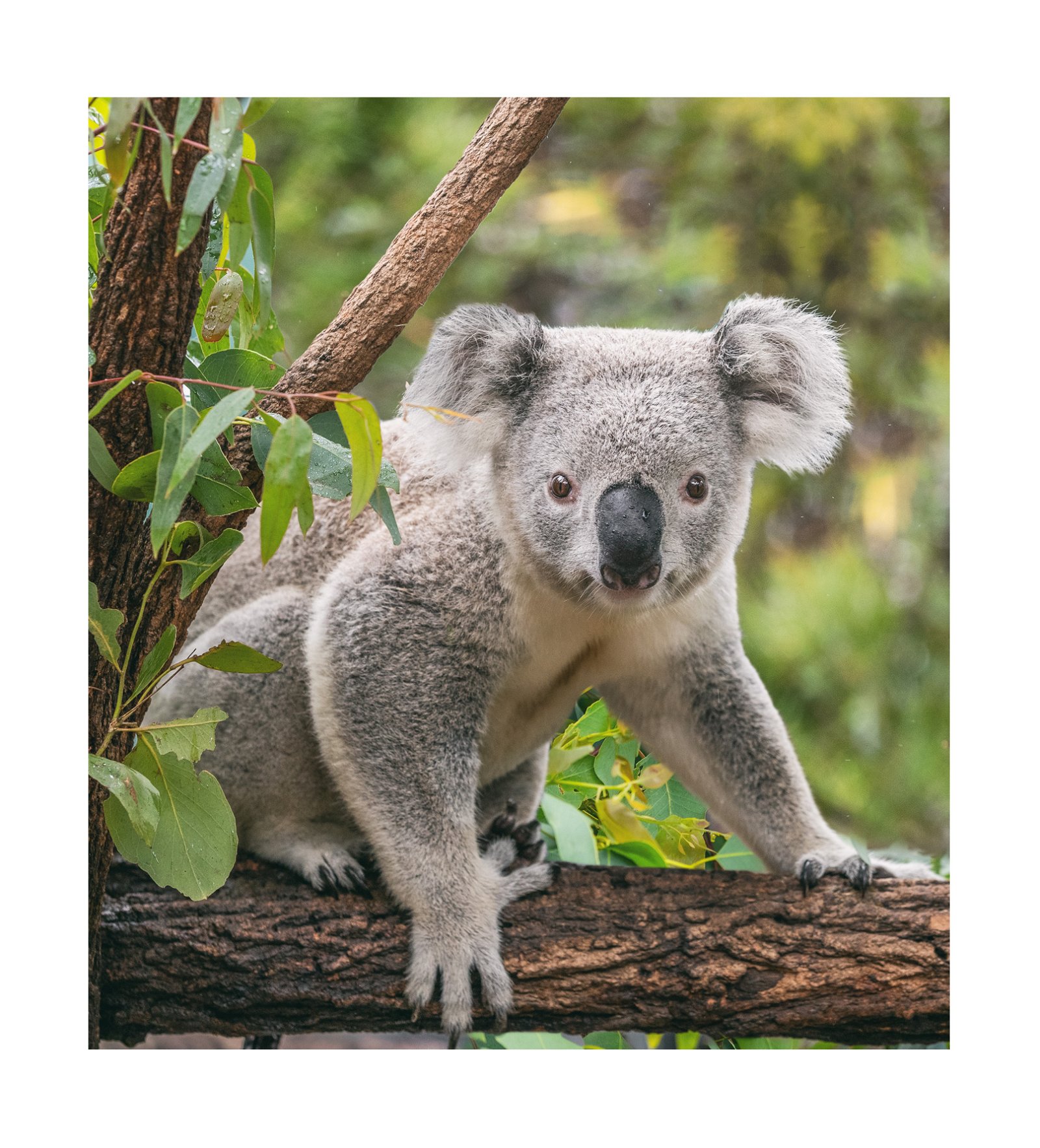 ugg koala