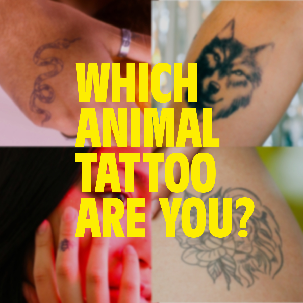 Tattoo Quiz / What Kind Of Tattoo Should You Get Quiz Quizony Com A