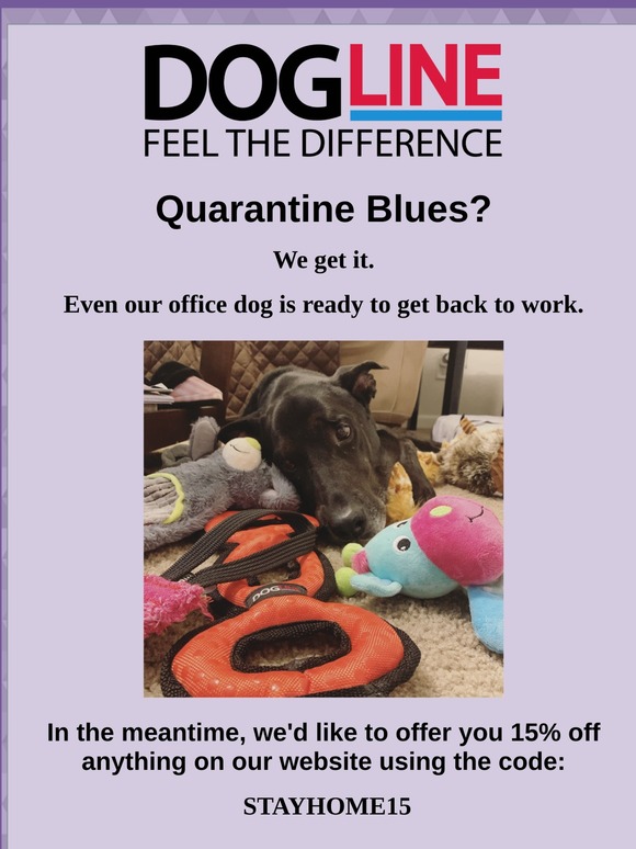 Surprise Your Dog, Not Your Budget