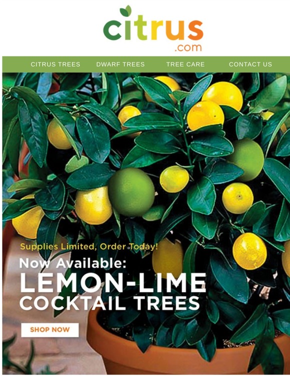 Attention LemonLime Cocktail Trees Are Now Available