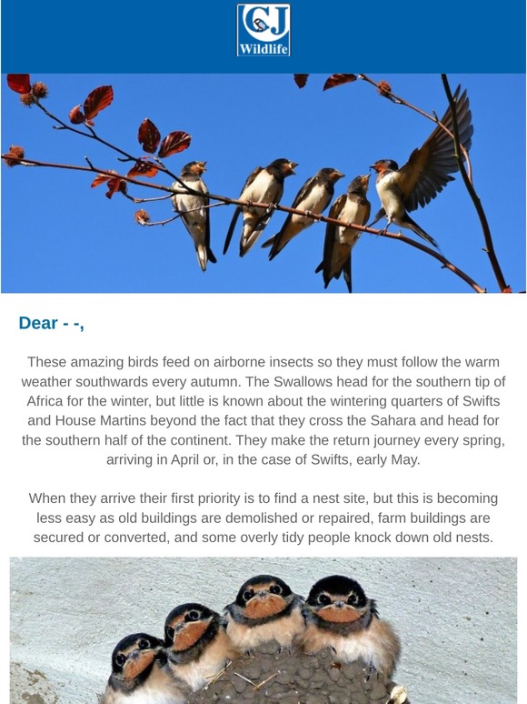 Birdfood.ie 🐦Swallows, House Martins and Swifts 🐦 Milled