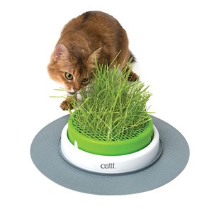 Découvrez le jardin d’herbe Senses Design Cat It