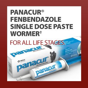 Panacur® Fenbendazole Single Dose Paste Wormer†